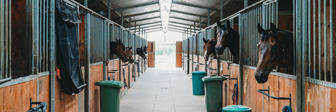 horse stalls with horses