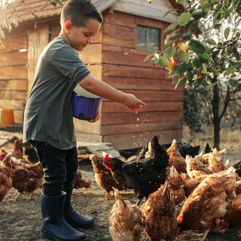 This is a picture of a child feeding chickens with chicken feed from Farmer's Association, a farm supply store in Central Arkansas. 